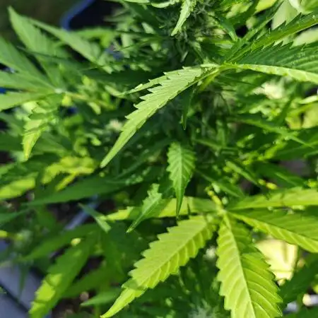 Passion Side Grow