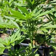 Lila Laune Grow (Sidegrow 2)