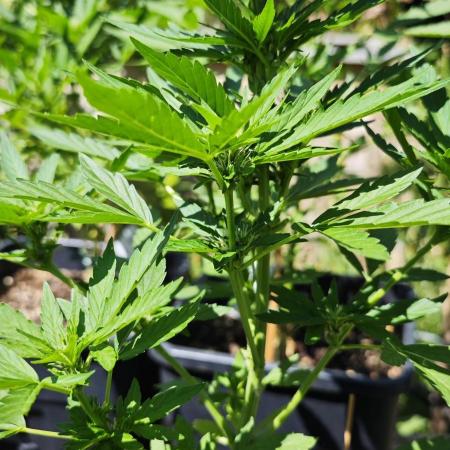 Lila Laune Grow (Sidegrow 2)