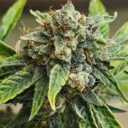 Königlicher CBD Grow