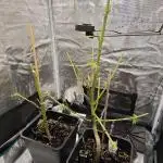 Survivors of Order 66, The Fallen Order