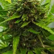 Crazy mix