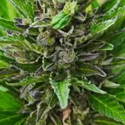Lila Laune Grow (Sidegrow 2)