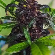 Königlicher CBD Grow