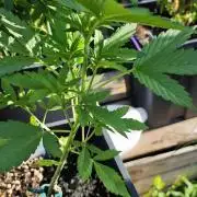 Lila Laune Grow (Sidegrow 2)