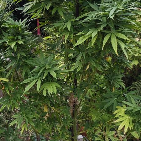 Primavera di ciliegia e nera, Inizia due