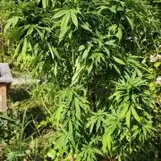 Primavera di ciliegia e nera, Inizia due