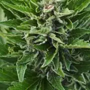 Lila Laune Grow (Sidegrow 2)