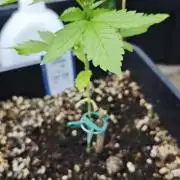 Lila Laune Grow (Sidegrow 2)