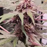 CBD CBD CBD