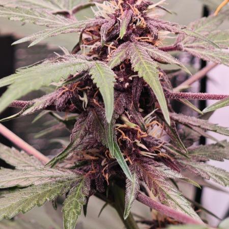 CBD CBD CBD