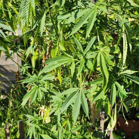 Primavera di ciliegia e nera, Inizia due