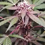 Königlicher CBD Grow