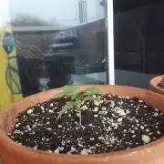 Outdoor Cannabis 2018