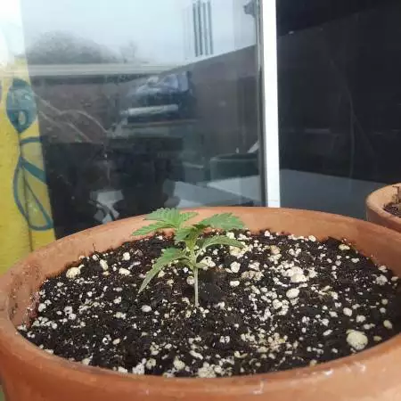 Outdoor Cannabis 2018