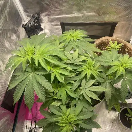 Pineapple Express - Barney Farm