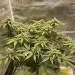 Pineapple Express - Barney Farm