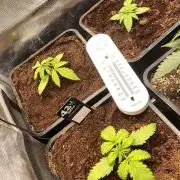 🦍🍪Gorilla Cookies FF Fast buds 420