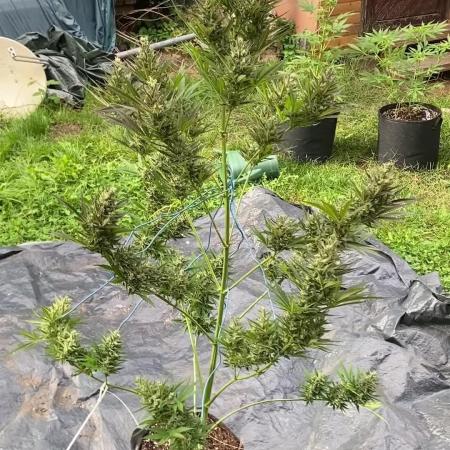 Afghan Kush Auto Outdoor Flower