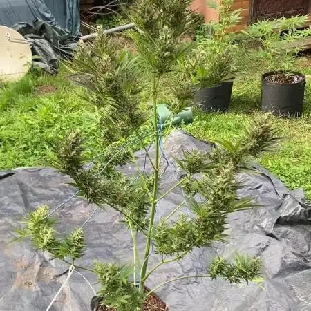Afghan Kush Auto Outdoor Flower