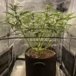 Lemon Cherry Cookies Auto FB