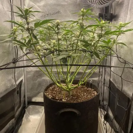 Lemon Cherry Cookies Auto FB