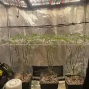 Grape Gas S1 2.0