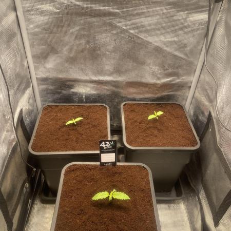 🦍🍪Gorilla Cookies FF Fast buds 420