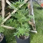Biscotti#33 Outdoor