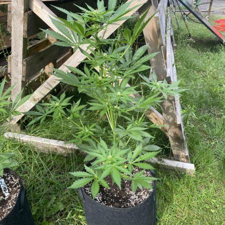 Biscotti#33 Outdoor