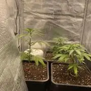 🦍🍪GorillaCookiesFF# Backup cut