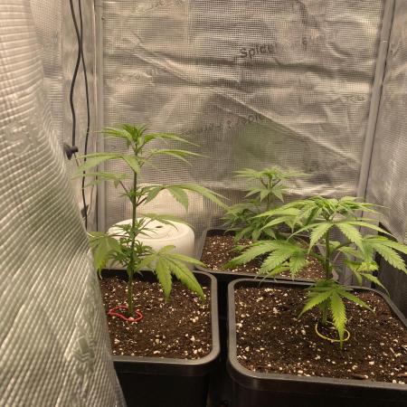 🦍🍪GorillaCookiesFF# Backup cut