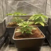 🦍🍪Gorilla Cookies FF Fast buds 420