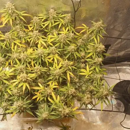 2.0 Sticky orange xxl Auto Sensi Seeds