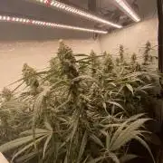 Gorilla coockies Pheno winner run