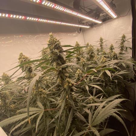 Gorilla coockies Pheno winner run