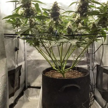 Lemon Cherry Cookies Auto FB