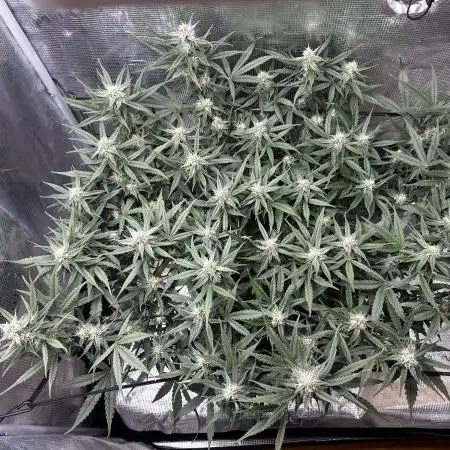 2.0 Sticky orange xxl Auto Sensi Seeds