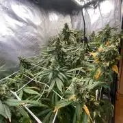 Grape Gas S1 2.0