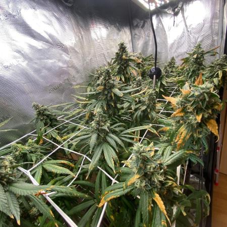 Grape Gas S1 2.0