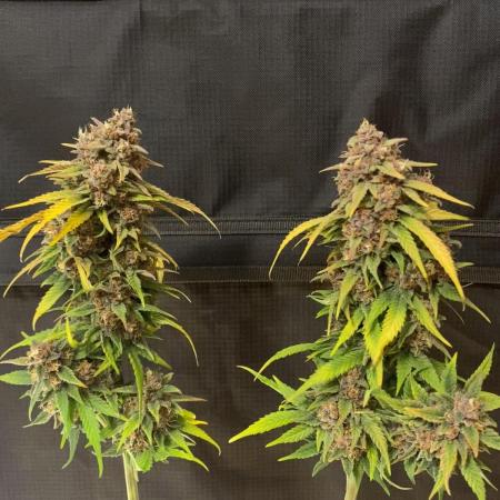 Lemon Cherry Cookies Auto FB