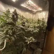 Grape Gas S1
