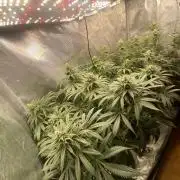 🦍🍪Gorilla Cookies FF# Phenohunt