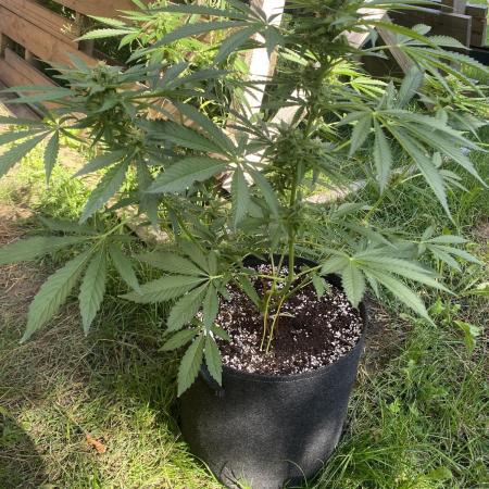 ZERBERT Auto Outdoor