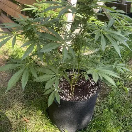 ZERBERT Auto Outdoor
