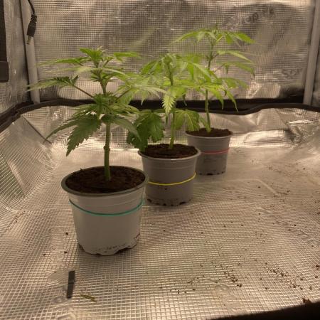 🦍🍪GorillaCookiesFF# Backup cut