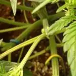 Lemon Cherry Cookies Auto FB