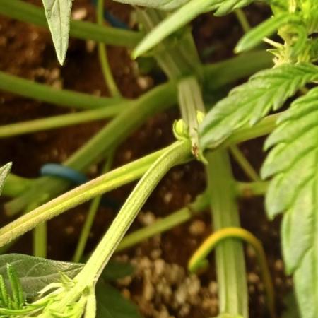 Lemon Cherry Cookies Auto FB