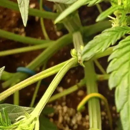 Lemon Cherry Cookies Auto FB