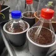 🦍🍪Gorilla Cookies FF Fast buds 420